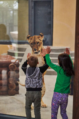 Дети Играют со львом зоопарк Харьков