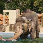 Слон в зоопарке Харьков