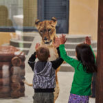 Діти грають зі левом зоопарк Харків