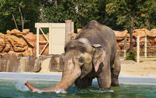 Слон у зоопарку Харків